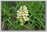 Le fioriture di primavera; fiore piante e colori d'Abruzzo