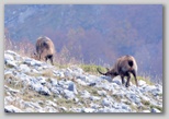 Val di Rose in the Abruzzo, Lazio and Molise National Park: the Abruzzo chamois