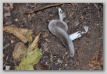 I Colori dell'autunno in Abruzzo: Tricholoma terreum o moretta, buon fungo dei boschi d'Abruzzo. ATTENZIONE!!!! Questo fungo deve essere raccolto solo da trovatori esperti in quanto si confonde molto facilmente con il Tricholoma pardinum (Agarico tigrino) ed il Tricholoma groanense, due tipi di funghi a cui vengono addebitate gravi intossicazioni.