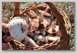 I prataioli (Agaricus Campestris)