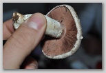 I prataioli (Agaricus Campestris)