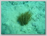 Riserva Naturale di Punta Aderci nella zona dei Trabocchi nel sud dell'Abruzzo.