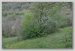 Le fioriture di primavera; fiore piante e colori d'Abruzzo