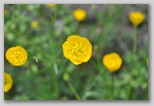 Le fioriture di primavera; fiore piante e colori d'Abruzzo