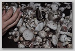 I Colori dell'autunno in Abruzzo: i Prataioli (Agaricus Campestris), ottimo fungo dei monti in Abruzzo