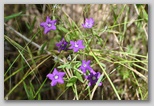 Le fioriture di primavera; fiore piante e colori d'Abruzzo