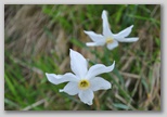 Le fioriture di primavera; fiore piante e colori d'Abruzzo