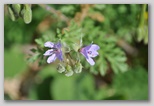 Le fioriture di primavera; fiore piante e colori d'Abruzzo