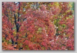 I Colori dell'autunno in Abruzzo