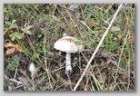 I Colori dell'autunno in Abruzzo: un fungo della famiglia dei Lepiota. Questi funghi non devono essere raccolti dagli inesperti in quanto spesso si confondono con altri della stessa specie (Lepiota Helveola) che provoca delle intossicazioni molto gravi ed in alcuni casi mortali.