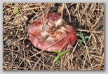 I Colori dell'autunno in Abruzzo: una russsula. Attenzione nella raccolta funghi: un errore potrebbe costare molto caro alla salute di chi li consuma.