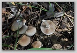 I Colori dell'autunno in Abruzzo: i piopparelli (Agrocybe cylindracea), ottimi funghi tipici d'Abruzzo
