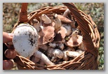 I Colori dell'autunno in Abruzzo: i Prataioli (Agaricus Campestris), ottimo fungo dei monti in Abruzzo