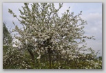Le fioriture di primavera; fiore piante e colori d'Abruzzo