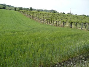 Controguerra vineyards – 1
