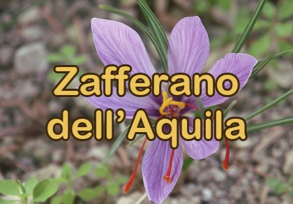 Zafferano dell’Aquila DOP
