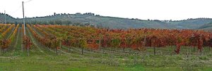 Montepulciano d’Abruzzo – 2