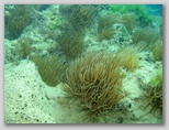 Riserva Naturale di Punta Aderci nella zona dei Trabocchi nel sud dell'Abruzzo.