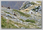 Val di Rose nel Parco Nazionale d'Abruzzo, Lazio e Molise: il camoscio d'Abruzzo