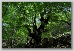 La riserva naturale di zompo Lo Schioppo, nell'Alta Valle del Liri, in Abruzzo